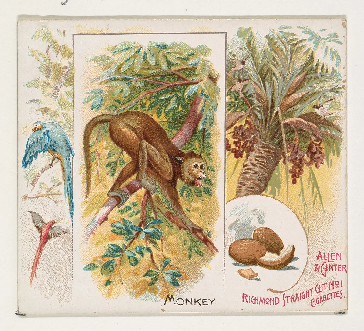 Monkey, from Quadrupeds series (N41) for Allen & Ginter Cigarettes — Allen & Ginter|Lindner, Eddy & Claus