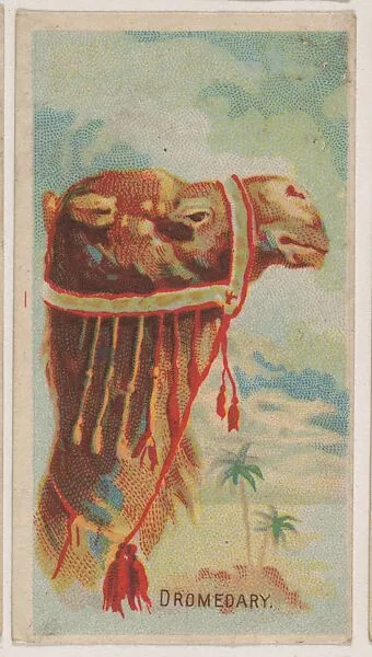 Dromedary, collector card from the Animal Pictures series (D8), issued by the Weber Baking Company to promote Onist Milk and Pullman Bread — Weber Baking Company