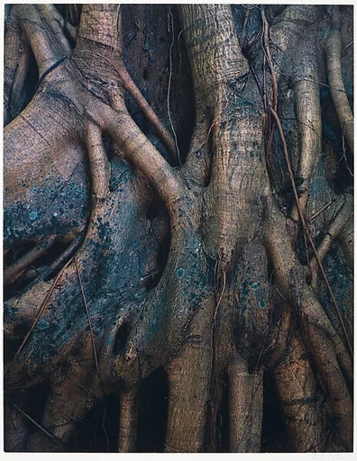 Strangler Fig Roots, Everglades National Park, Florida