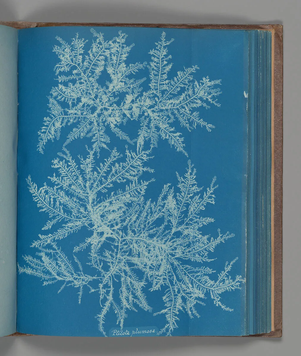Ptilota plumosa — Anna Atkins