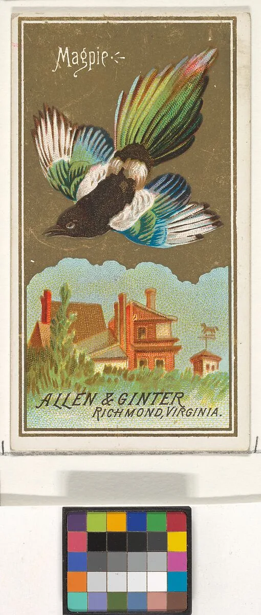 Magpie, from the Birds of America series (N4) for Allen & Ginter Cigarettes Brands — Allen & Ginter