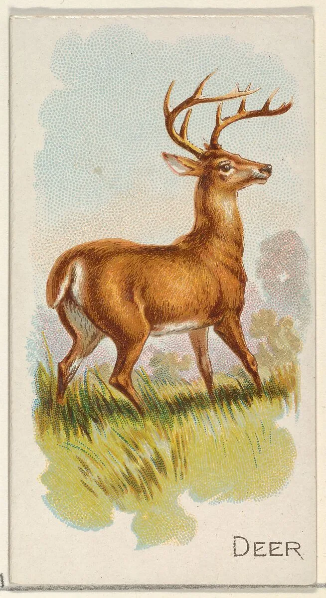 Deer, from the Quadrupeds series (N21) for Allen & Ginter Cigarettes — Allen & Ginter|Lindner, Eddy & Claus