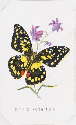 Papilio Erithonius from The Butterflies and Moths of America Part 1