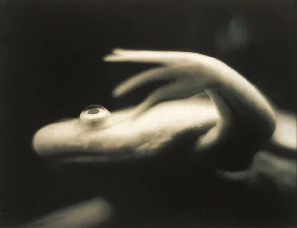 Untitled (Albino Frog Facing Left) — Helen Rousakis