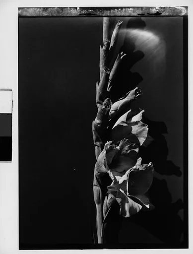 [Gladiola in Front of Backdrop, Darien, Connecticut]