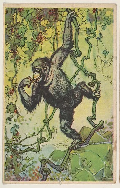 Orang-Utan, collector card from the Animal's Pictures series (D12), issued by Roulstons Bread — Roulstons Bread