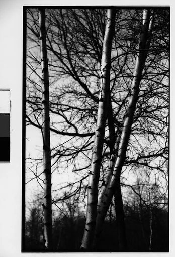 [Birch Trees]