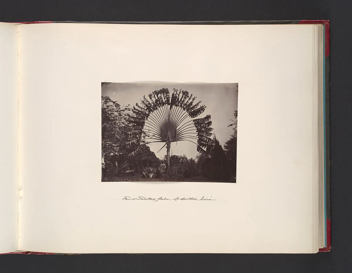 Fan or Traveler Palm of Southern India — John Thomson