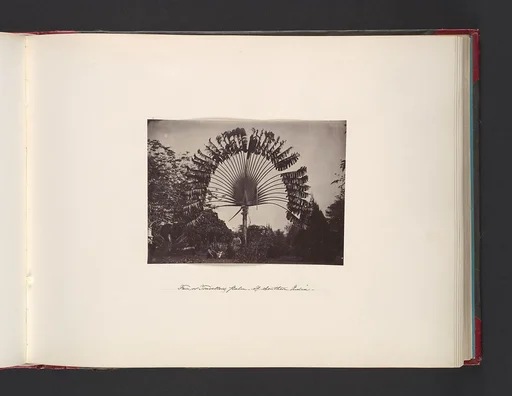 Fan or Traveler Palm of Southern India