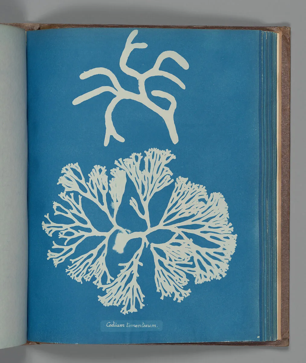 Codium tomentosum — Anna Atkins