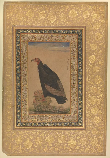 "Red-Headed Vulture", Folio from the Shah Jahan Album