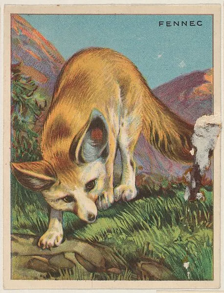 Fennec, collector card from the Animals series (D9), issued by the Weber Baking Company to promote Onist Milk and Pullman Bread — Weber Baking Company