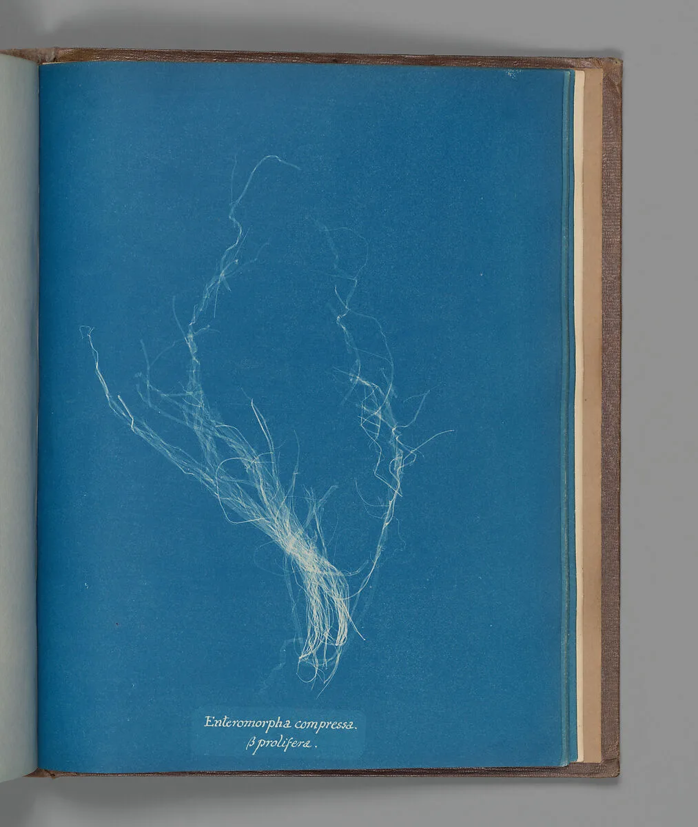 Enteromorpha compressa, ß prolifera — Anna Atkins