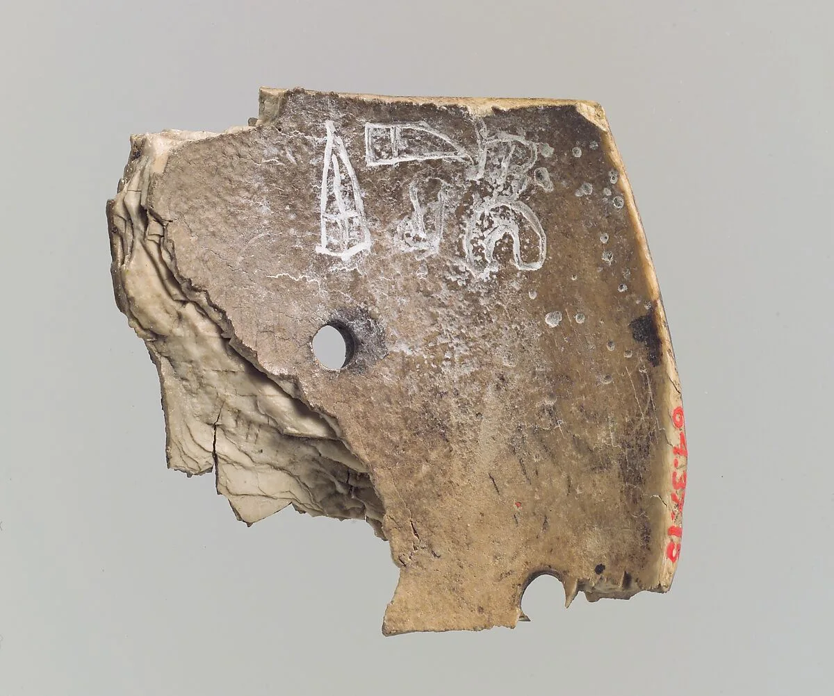Shell fragment — Unknown