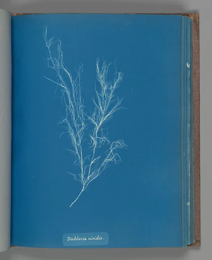 Dichloria viridis