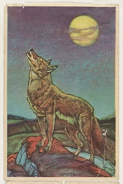 Coyotte, collector card from the Animal's Pictures series (D12), issued by Roulstons Bread — Roulstons Bread
