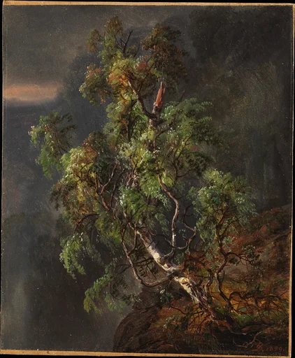 Birch Tree in a Storm