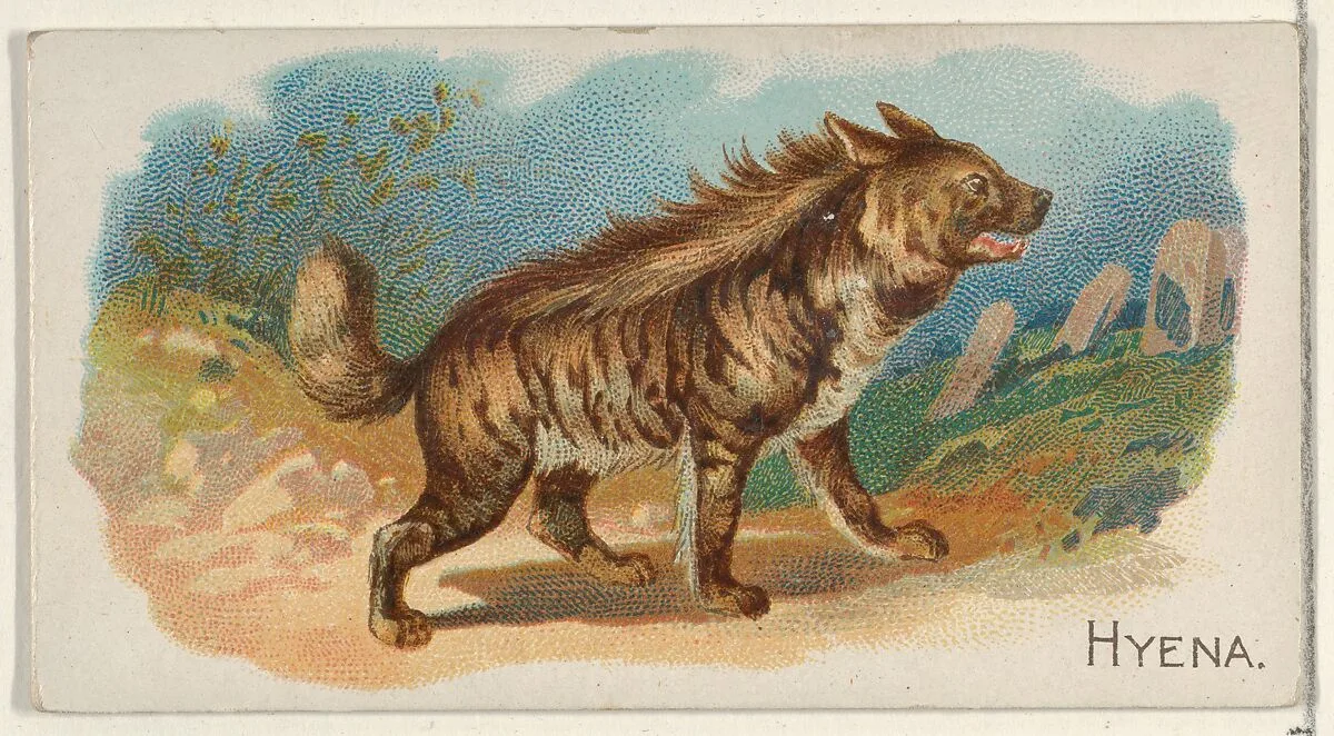 Hyena, from the Quadrupeds series (N21) for Allen & Ginter Cigarettes — Allen & Ginter|Lindner, Eddy & Claus