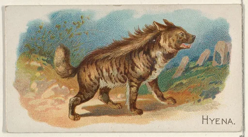 Hyena, from the Quadrupeds series (N21) for Allen & Ginter Cigarettes