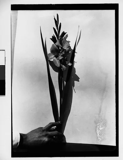 [Gladiola Held by Artist's? Hand in Front of White Backdrop, Darien, Connecticut]