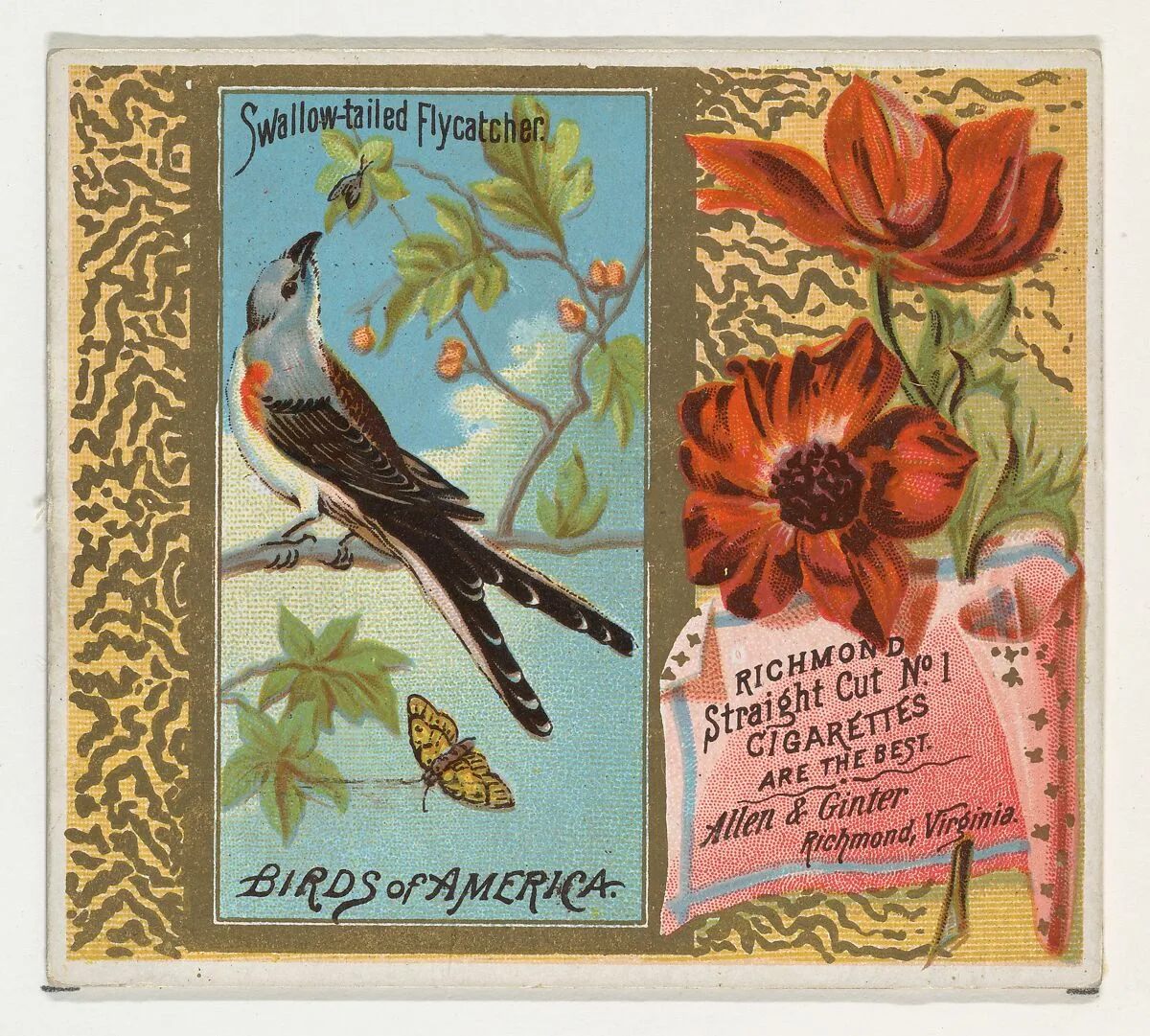 Swallow-tailed Flycatcher, from the Birds of America series (N37) for Allen & Ginter Cigarettes — Allen & Ginter