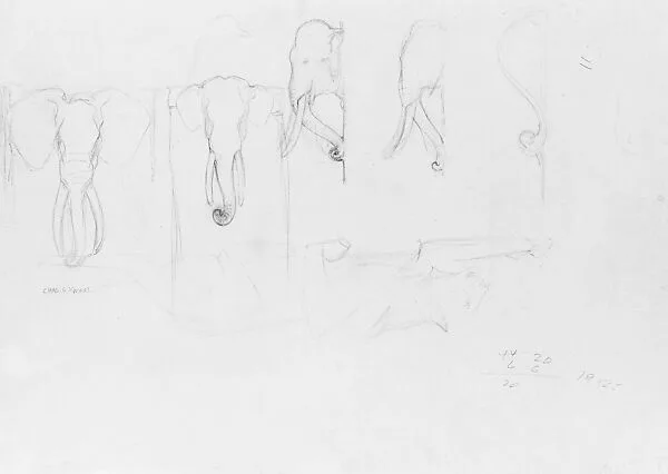 Schematic Sketches of Elephants for Bronx Zoo Elephant House — Charles R. Knight