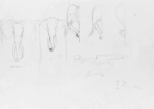 Schematic Sketches of Elephants for Bronx Zoo Elephant House
