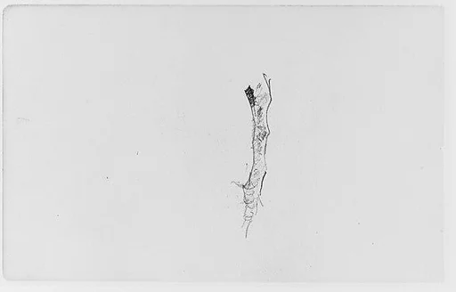 Study of a Tree Limb (from Sketchbook)
