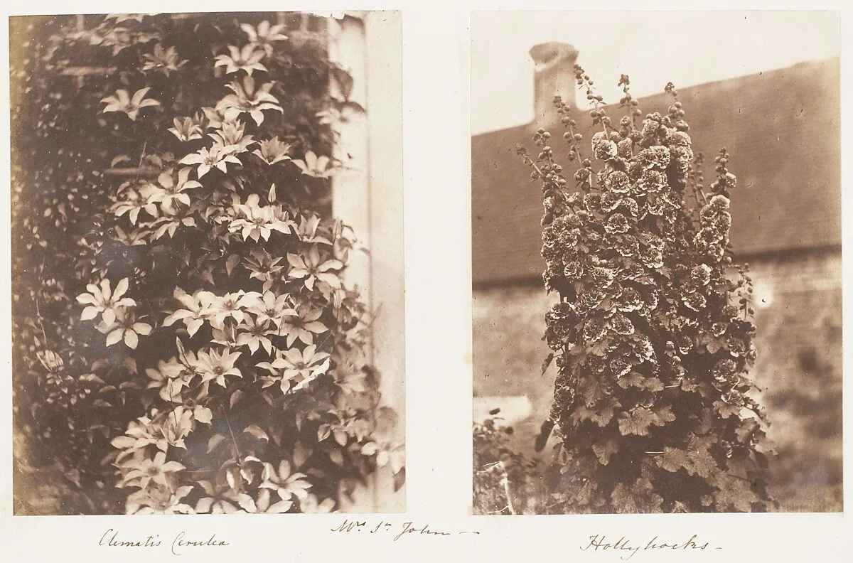 Clematis Cerulea; Hollyhocks — Jane Martha St. John