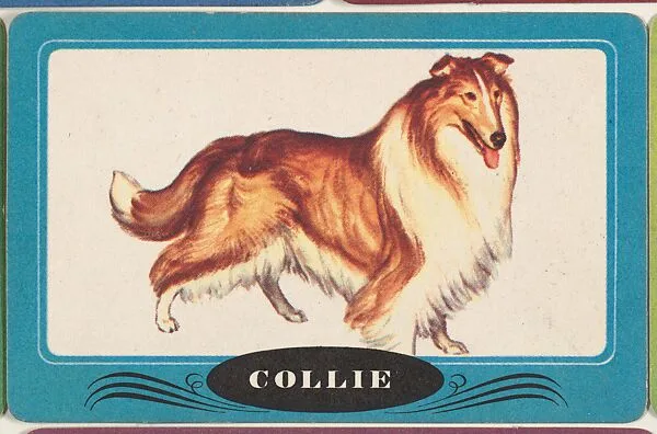 Collie, bakery insert card from the Dogs series (D26), issued by the Omar Baking Company — Omar Baking Company