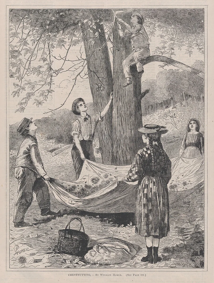 Chestnutting (from "Every Saturday," Vol. I, New Series) — Fields, Osgood & Co.|Winslow Homer