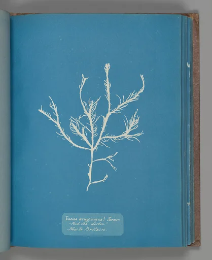 Fucus æruginosus Turner. "Med. Sea Sisbon" New to Britain.