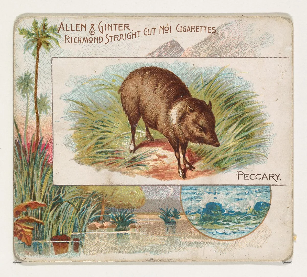 Peccary, from Quadrupeds series (N41) for Allen & Ginter Cigarettes — Allen & Ginter|Lindner, Eddy & Claus
