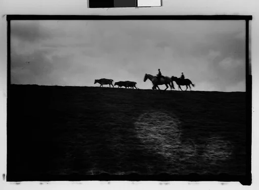 [Cattle and Herdsmen on Horseback, From Automobile, New Orleans Vicinity, Louisiana]