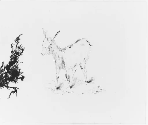Goat (from Sketchbook)