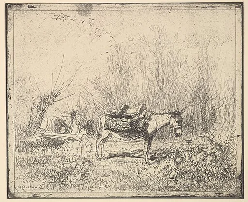 Donkey