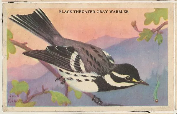 Black-Throated Gray Warbler, bakery card from the California Bird Pictures series (D39-2), issued by the Gordon Bread Company — Gordon Bread Company