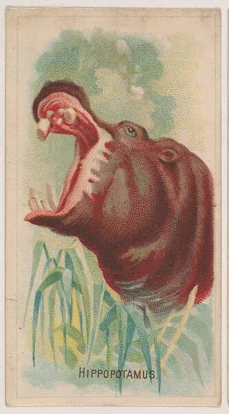 Hippopotamus, collector card from the Animal Pictures series (D8), issued by the Weber Baking Company to promote Onist Milk and Pullman Bread — Weber Baking Company