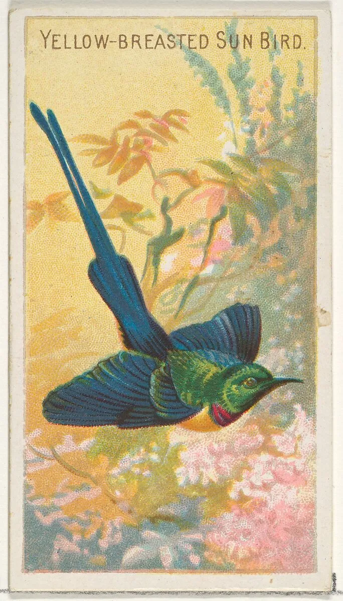 Yellow-Breasted Sun Bird, from the Birds of the Tropics series (N5) for Allen & Ginter Cigarettes Brands — Allen & Ginter|George S. Harris & Sons
