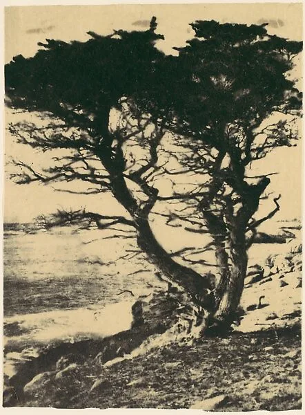 Cypress at Pebble Beach, California — Henry Ravell
