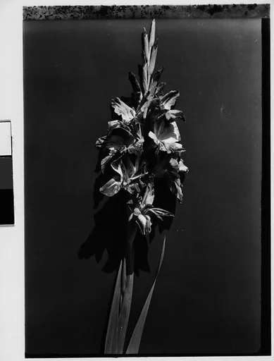 [Gladiola in Front of Backdrop, Darien, Connecticut]