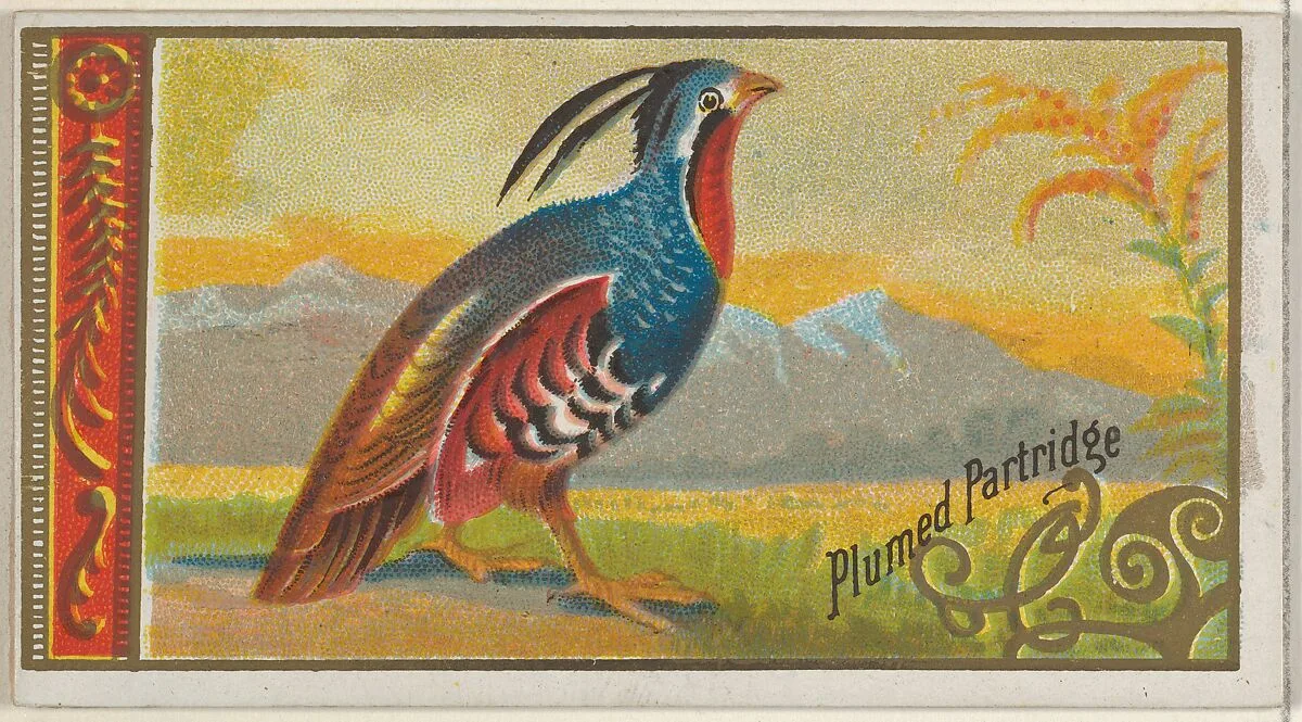 Plumed Partridge, from the Game Birds series (N13) for Allen & Ginter Cigarettes Brands — Allen & Ginter|George S. Harris & Sons