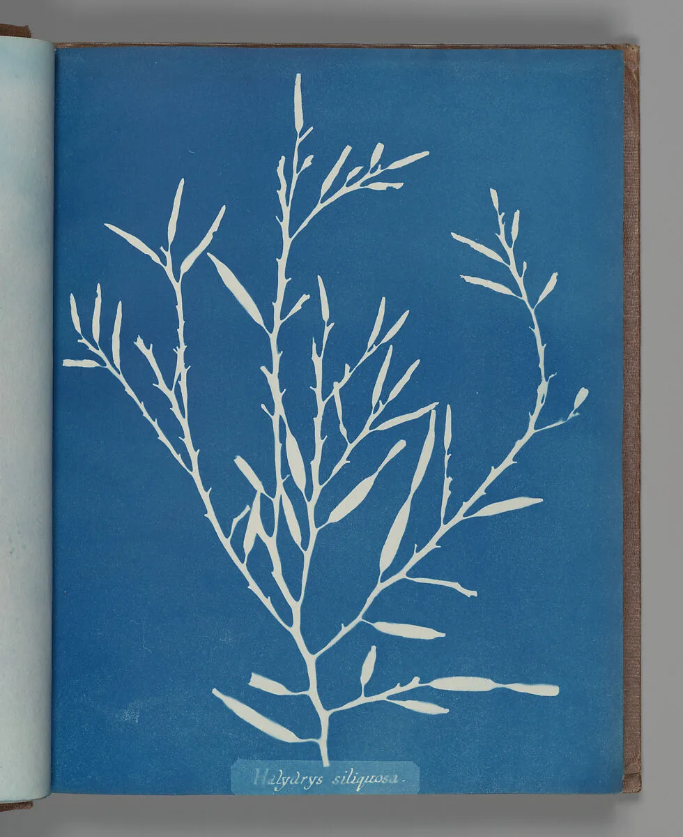 Halydrys siliquosa — Anna Atkins