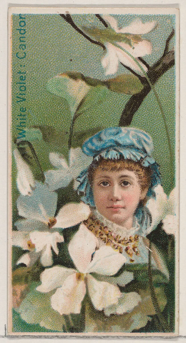 White Violet: Candor, from the series Floral Beauties and Language of Flowers (N75) for Duke brand cigarettes — Donaldson Brothers|American Tobacco Company