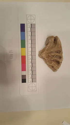 Stucco Fragment