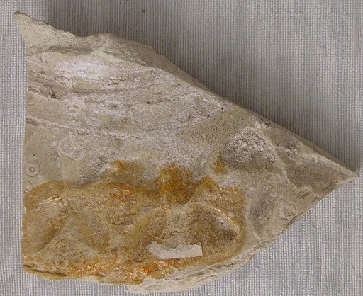 Fragment