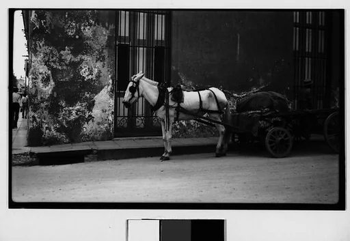 [Horse-Drawn Flatbed Cart, Havana]