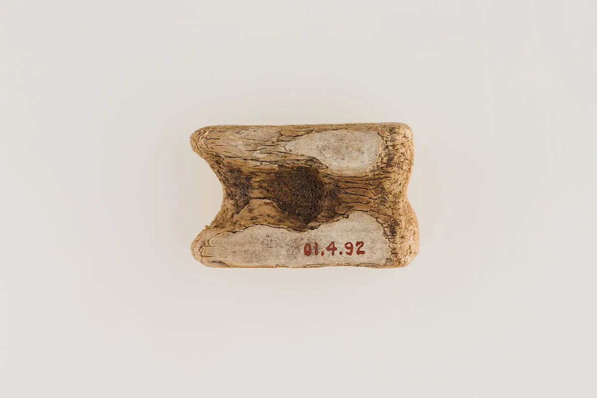 Knuckle Bone — Unknown