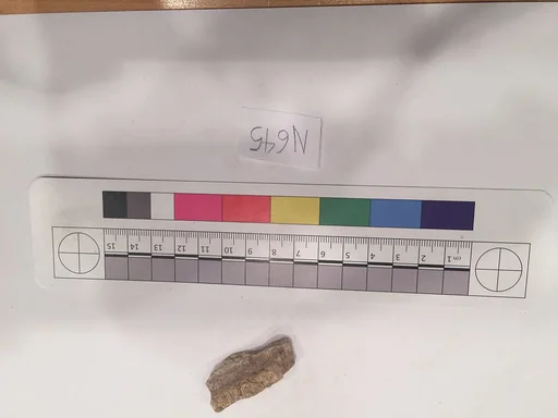 Stucco Fragment