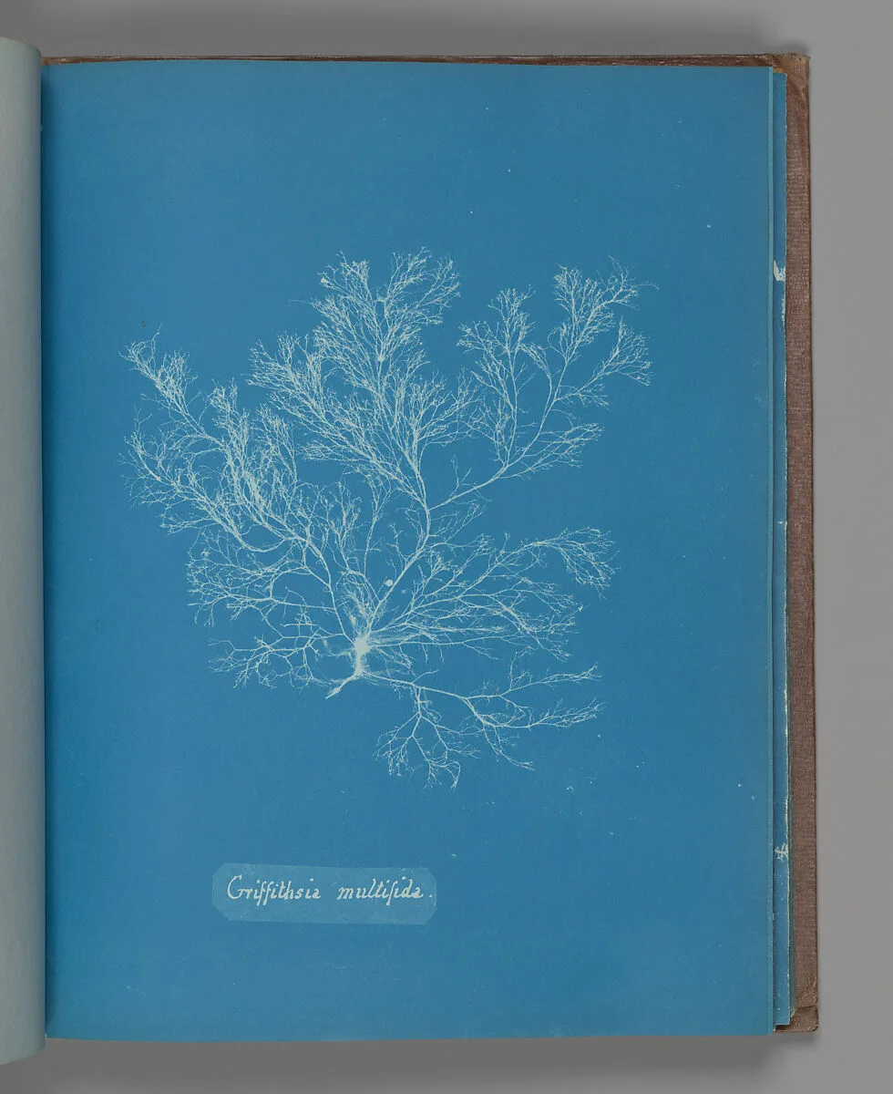 Griffithsia multifida — Anna Atkins